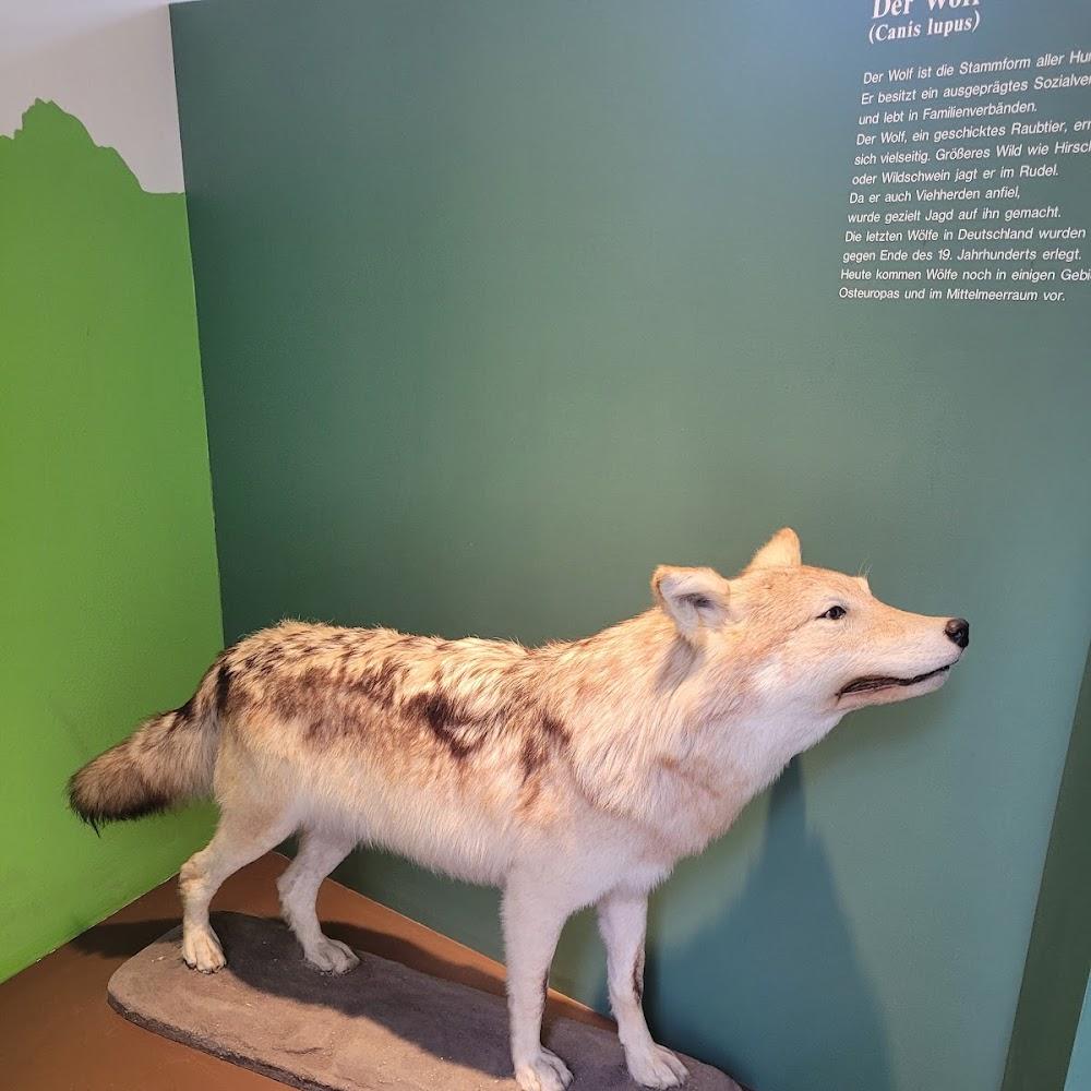 A stuffed wolf in a museum.